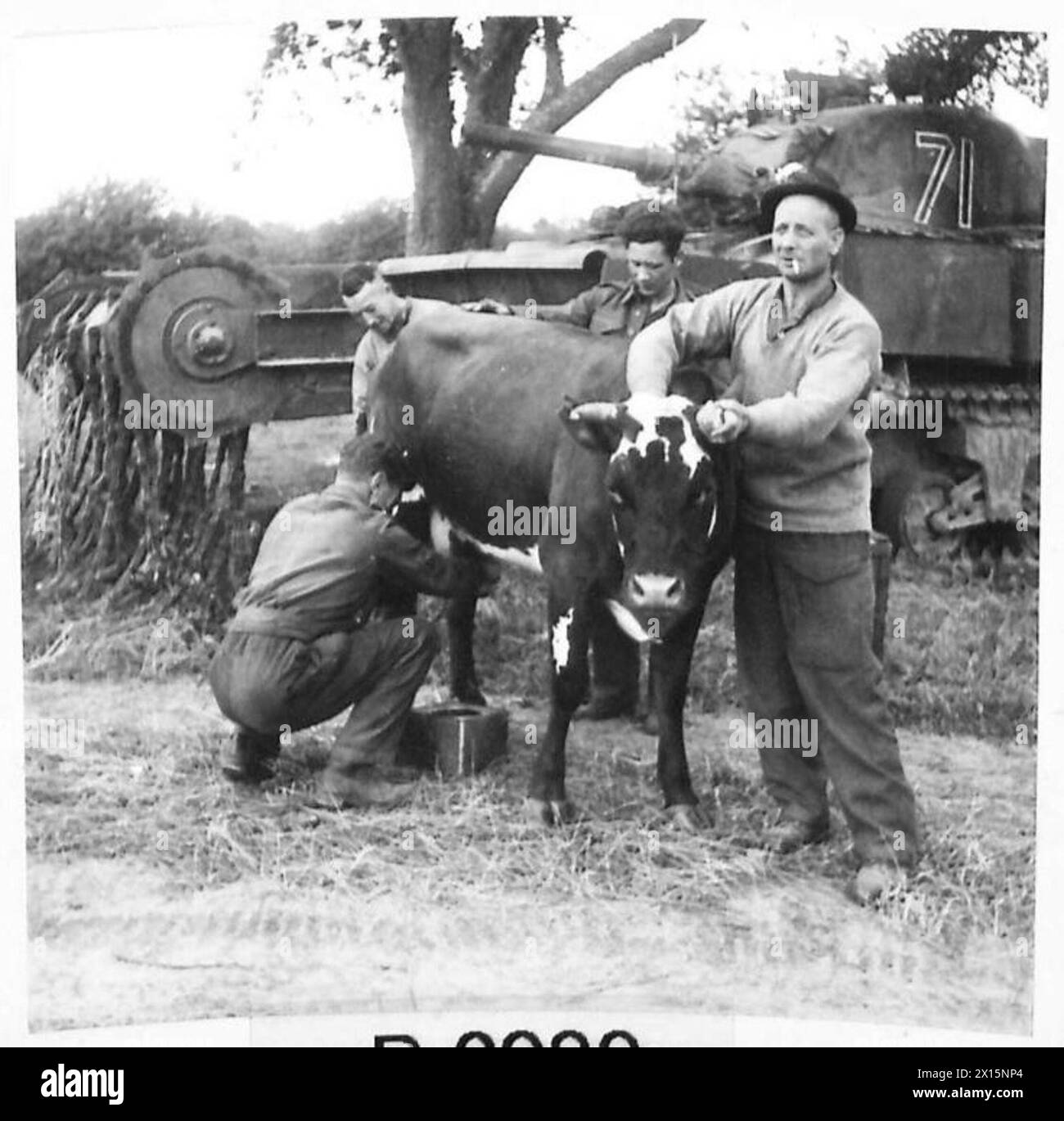 Gunner Spears traite une vache dans le cadre des activités de l'armée britannique pour traiter l'approvisionnement en lait pendant les opérations du 21e groupe d'armées. Banque D'Images