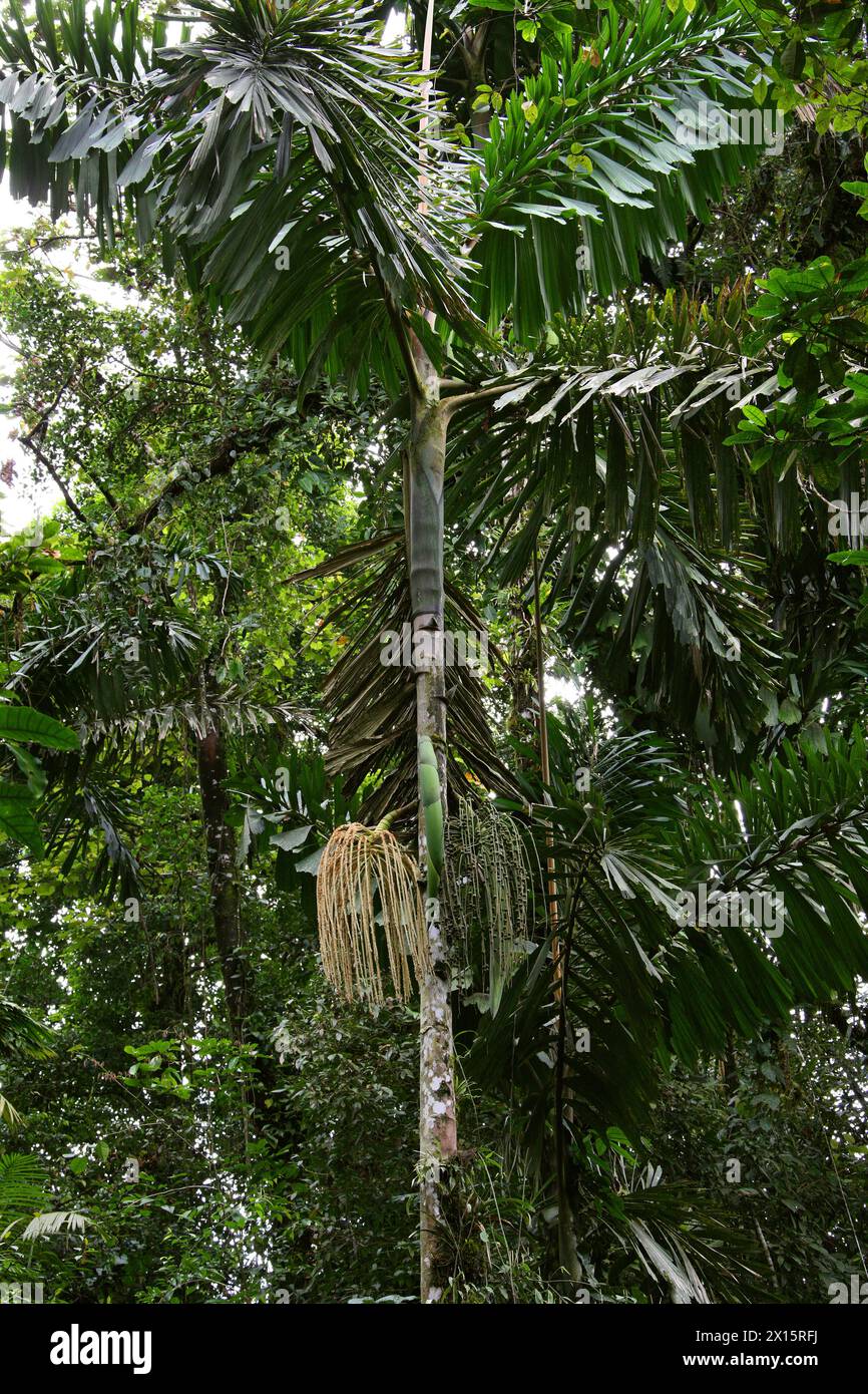 Palmier à pied, Socratea exorrhiza, Socratea, Arecaceae. Puentes Colgantes près du volcan Arenal, Costa Rica. Fleurs/fruits mâles et femelles. Banque D'Images