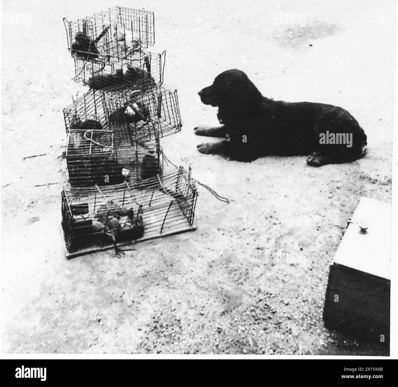 L'escouade de destruction des rats de l'armée britannique, y compris 'Teddy', traite les rats piégés dans le cadre d'opérations de lutte contre les ravageurs pour maintenir l'hygiène et la sécurité. Banque D'Images