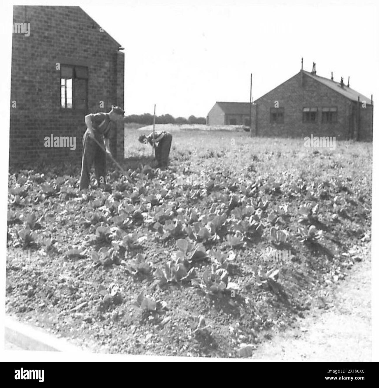 Les soldats cultivent et entretiennent leurs parcelles de jardin au camp Barton Stacey 'c', avec une parcelle non cultivée visible en arrière-plan. Banque D'Images