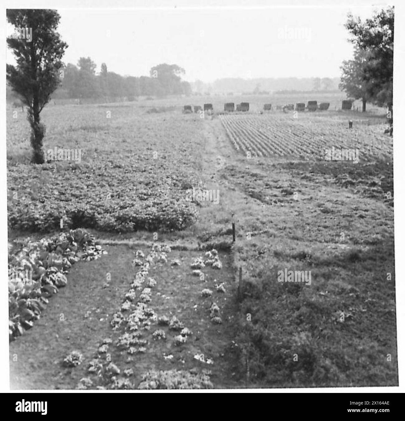 L'armée britannique supervise les cultures sur des terres récupérées en août 1942, contribuant ainsi à la production alimentaire et au développement agricole. Banque D'Images