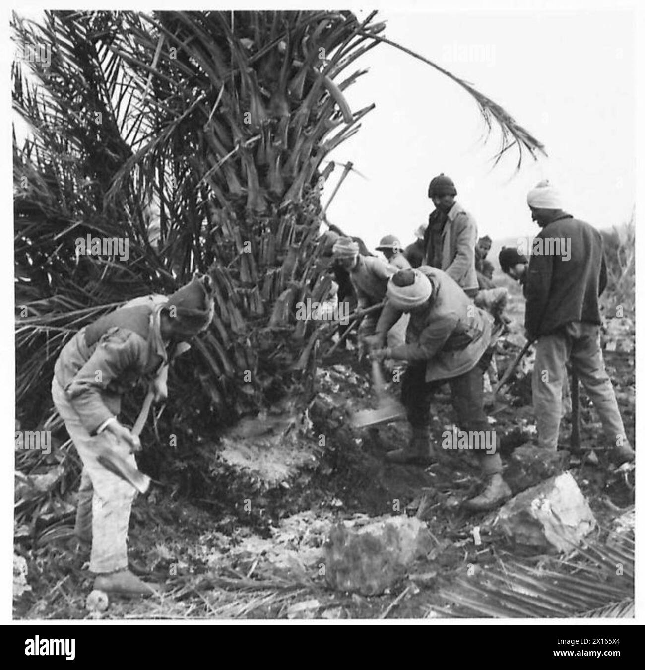 Des Arabes locaux ont abattu un palmier obstruant le chemin de fer Haïfa-Tripoli sous la supervision de l'armée britannique. Banque D'Images
