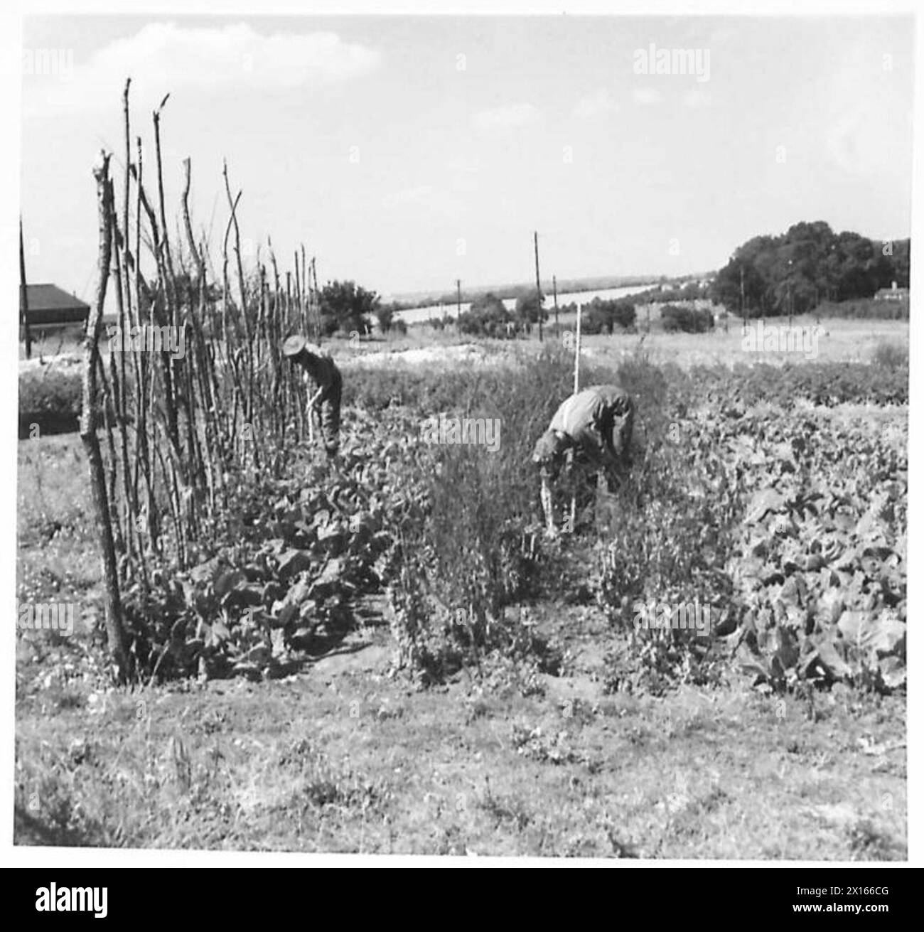 Les soldats cultivent des parcelles variées dans le cadre des travaux de jardinage dans l'armée britannique. Banque D'Images