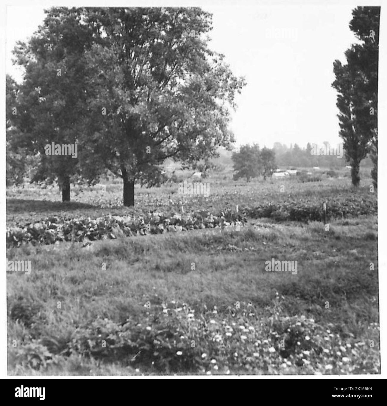 Récupère des terres cultivées en août 1942, illustrant l'implication de l'armée britannique dans la production alimentaire. Banque D'Images