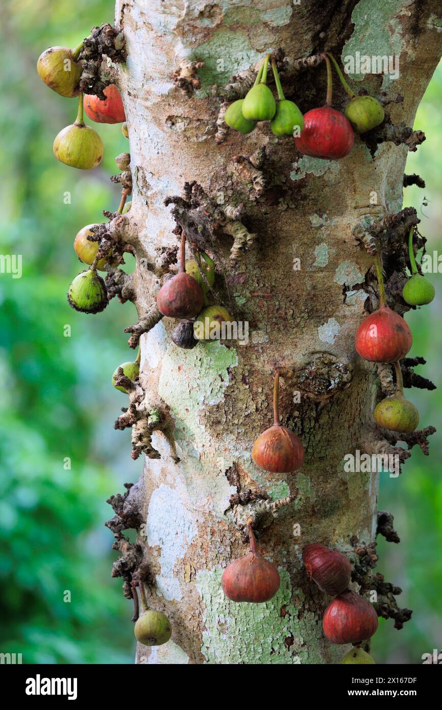 Un arbre ficus racemosa avec de nombreux fruits verts et rouges poussant dessus. Les fruits sont regroupés. Thaïlande du Nord. Banque D'Images