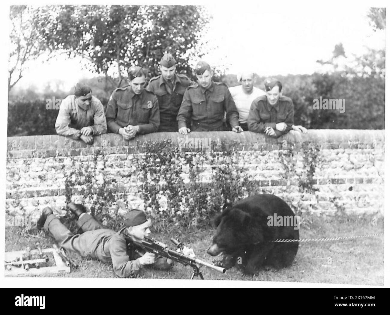 Une mascotte d'ours nommée Billy observe que son gardien manipule un canon Bren pendant les activités d'entraînement ou de démonstration de l'armée britannique. Banque D'Images