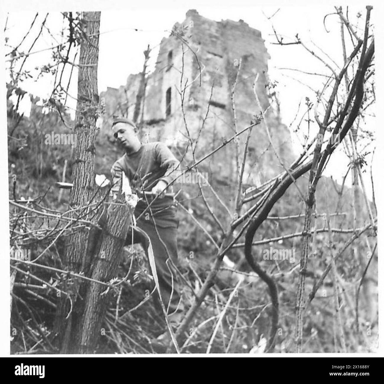 Le sapeur R.G. Ford de Wellington, en Nouvelle-Zélande, abat un arbre pour fournir du bois pour la construction de routes dans le cadre des opérations de la Cinquième Armée en Italie avec l'Armée britannique. Banque D'Images