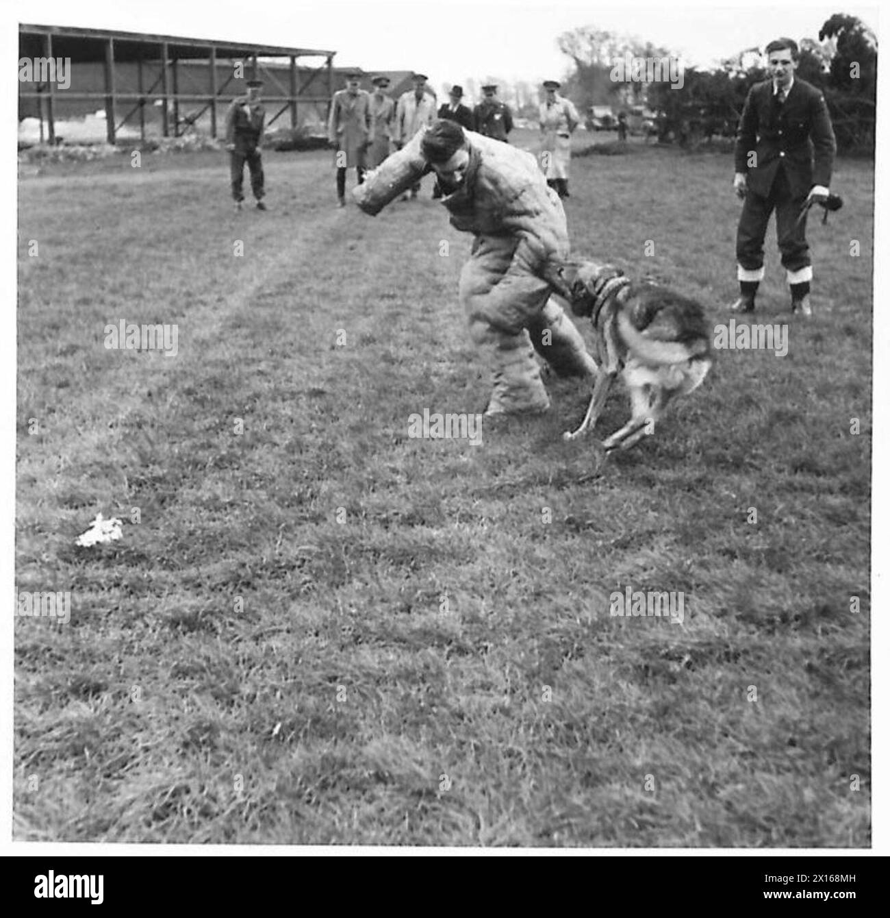 Un chien de garde alsacien dressé attaque un intrus dans un aérodrome tandis qu'un officier de la RAF portant des vêtements de protection supervise. Le major général C.A. West observe la manifestation. Banque D'Images