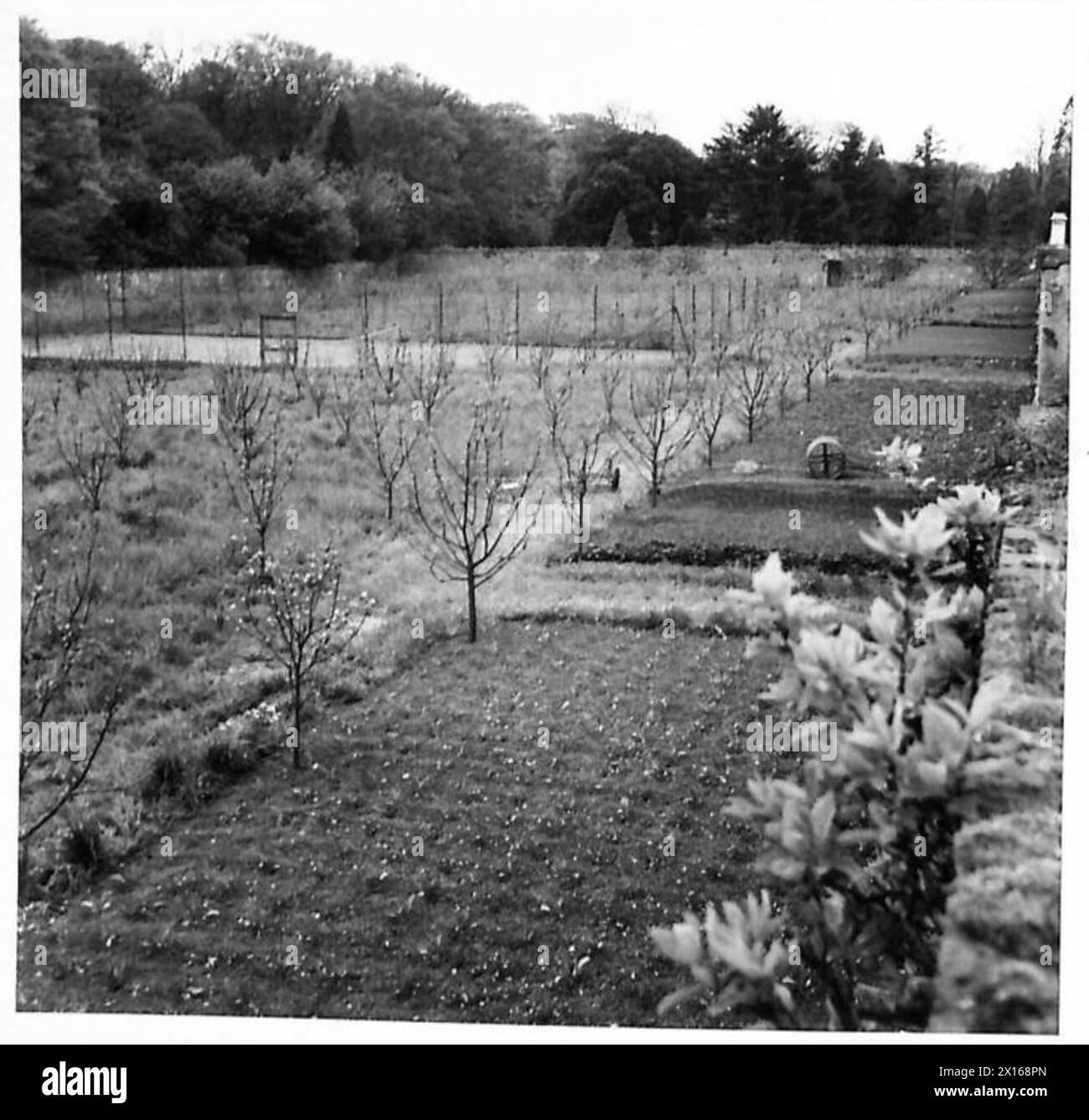 Un jardin fleuri est entretenu dans le cadre des activités agricoles supervisées par l'armée britannique. Banque D'Images
