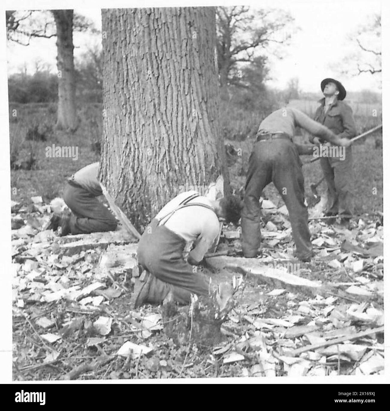 Les bushmen néo-zélandais coupent un arbre pendant les exercices de travail. Banque D'Images