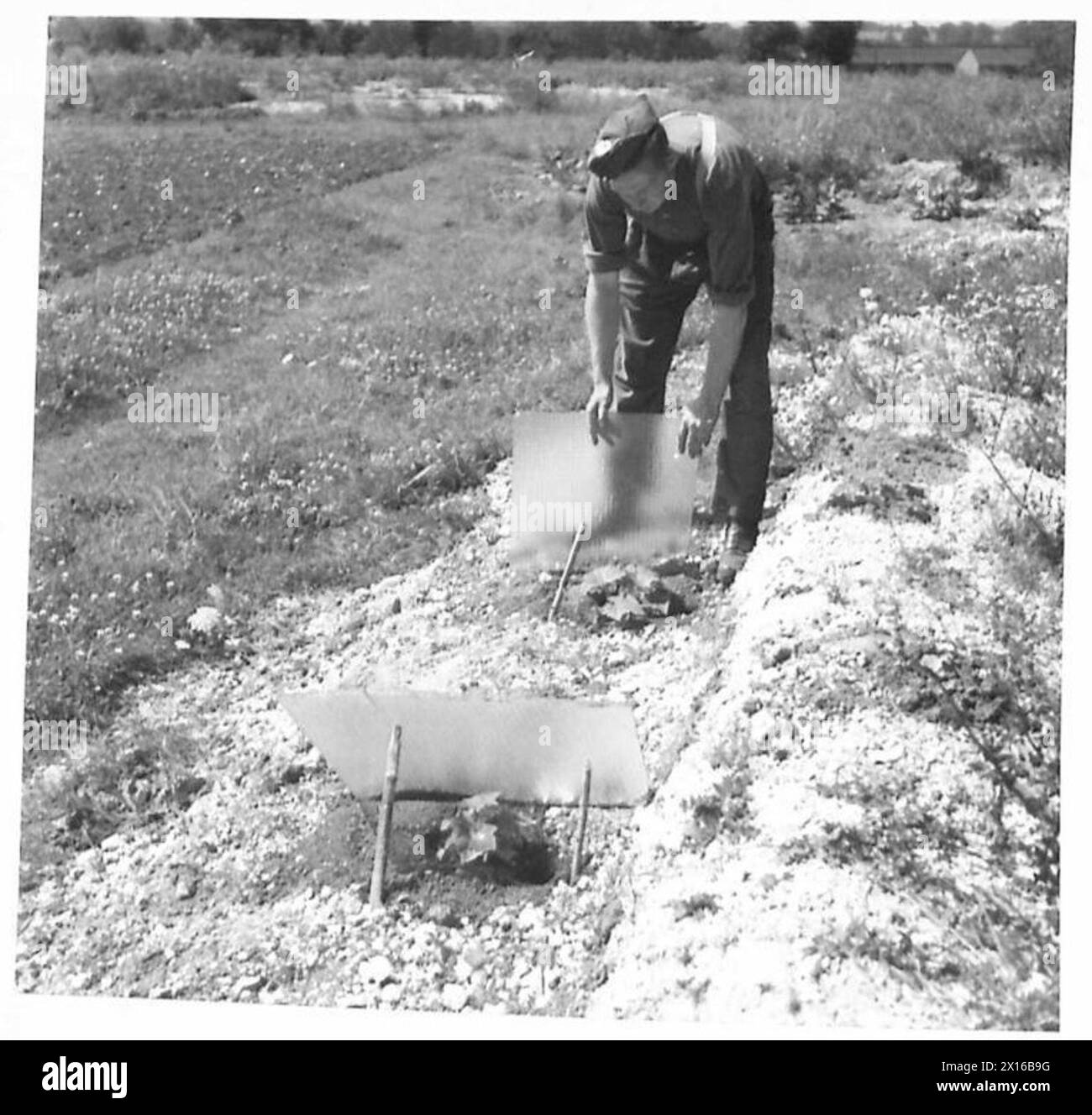 Les soldats cultivent des concombres de crête dans un jardin militaire, en prêtant attention au type de sol pour une croissance optimale. Banque D'Images