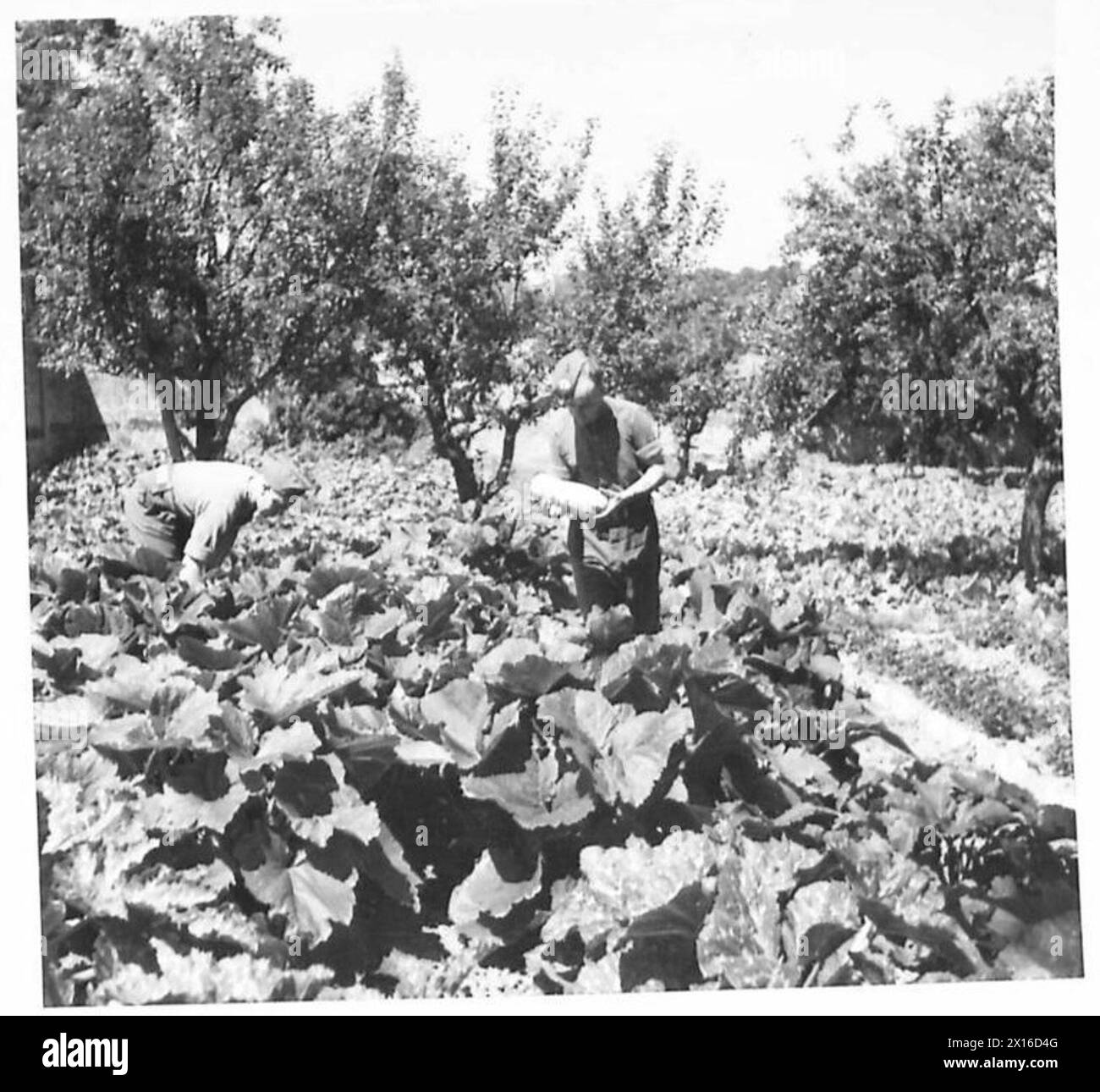La photographie représente un jardin clos entretenu par des soldats, produisant des récoltes après sept ans de négligence. Banque D'Images