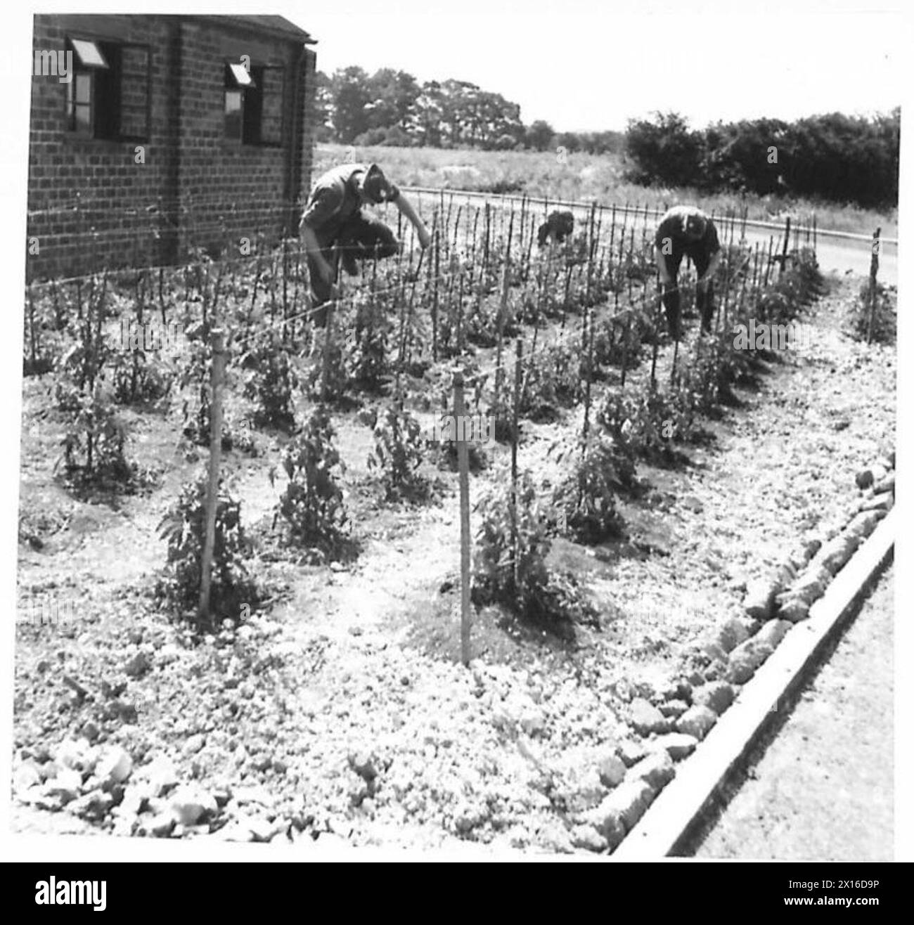 Les soldats cultivent de jeunes plants de tomates dans le cadre des activités horticoles de l'armée britannique. Banque D'Images