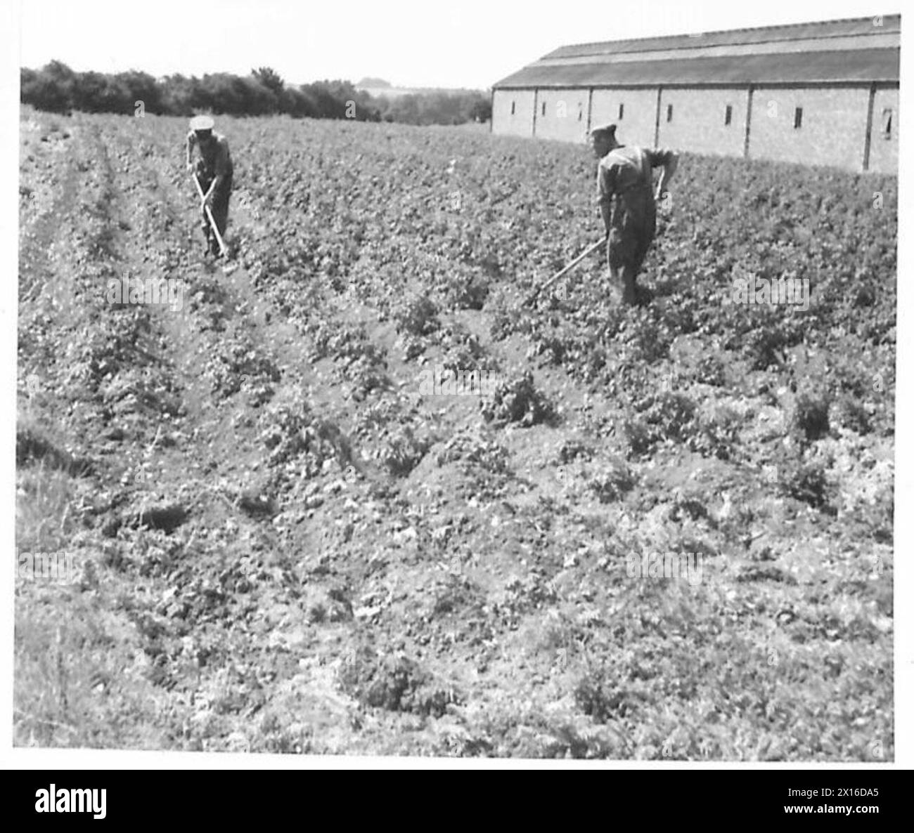 Le personnel de l'armée britannique cultive une grande superficie de pommes de terre, montrant l'activité agricole, la production alimentaire et l'implication des soldats. Banque D'Images Le personnel de l'armée britannique cultive une grande superficie de pommes de terre, montrant l'activité agricole, la production alimentaire et l'implication des soldats. Banque D'Images
