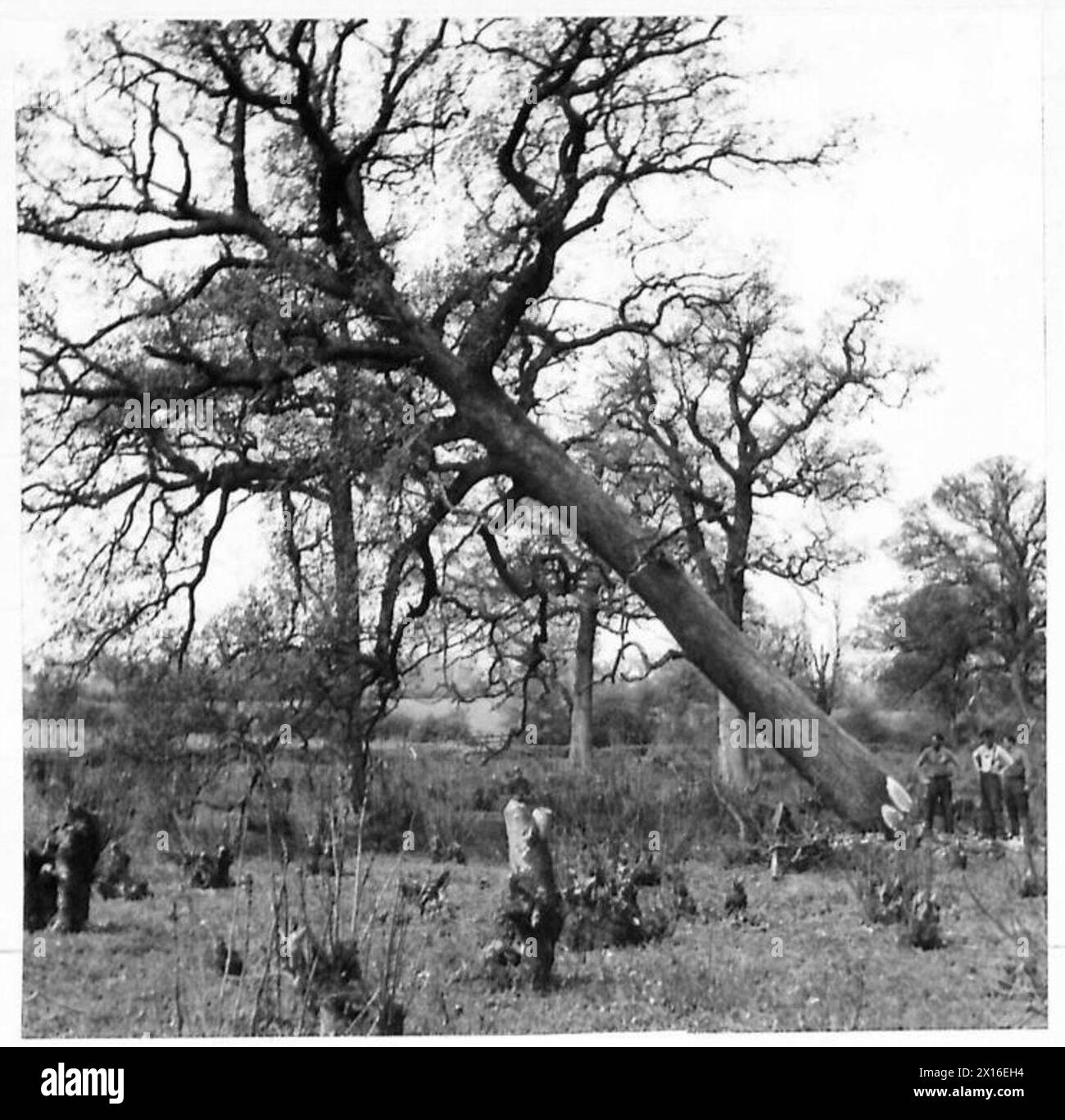 Des hommes de brousse néo-zélandais de l'armée britannique abattent un arbre pendant les travaux sur le terrain, démontrant les techniques d'exploitation forestière et forestière. Banque D'Images
