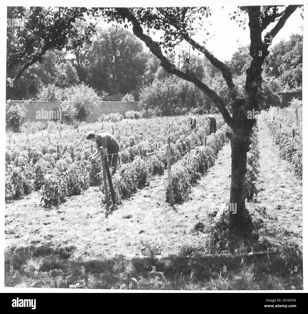 Les soldats cultivent des tomates en utilisant un support métallique horizontal, une méthode pratiquée par un caporal dans les îles Anglo-Normandes avant la guerre. Banque D'Images
