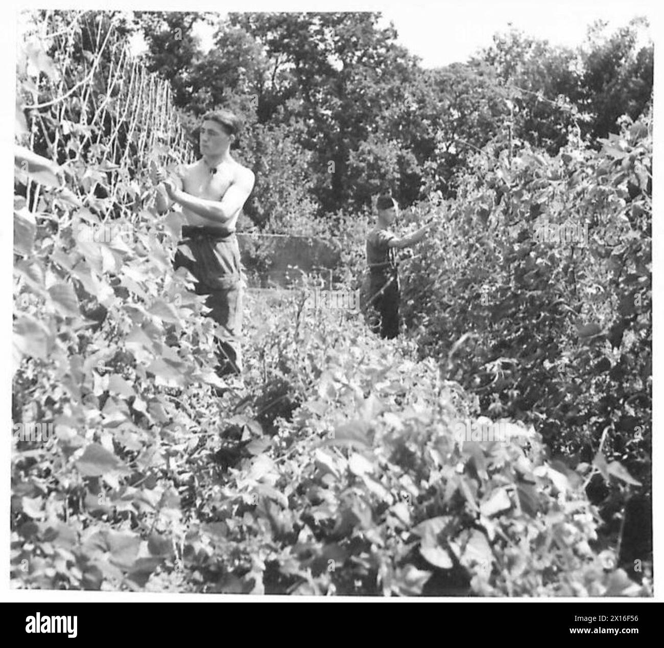Les soldats de l'armée britannique cultivent des haricots coureurs dans le cadre des activités de jardinage, favorisant la production alimentaire et les compétences agricoles pratiques dans l'environnement militaire. Banque D'Images
