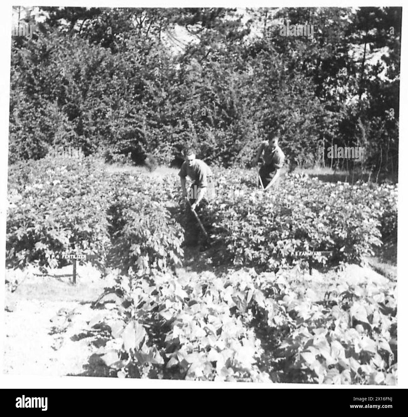 Les soldats de l'armée britannique démontrent des méthodes comparatives d'alimentation des pommes de terre, montrant différentes techniques de culture et de fertilisation étiquetées selon le type à des fins d'entraînement. Banque D'Images