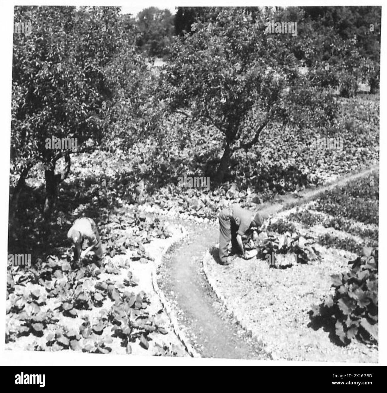 Les soldats de l'armée britannique maintiennent un jardin clos qui est resté inculte pendant sept ans, produisant maintenant des récoltes. Banque D'Images
