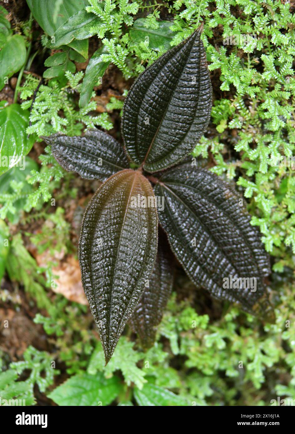 La malédiction de Folsom, Triolena hirsuta, Melastomataceae, trouvée à côté d'un chemin de jungle, Arenal, Costa Rica. Banque D'Images