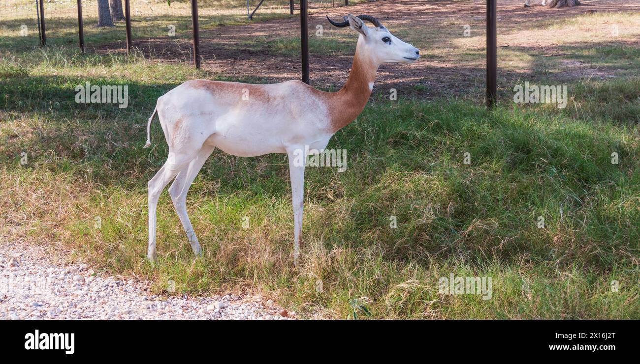 La gazelle dama à Natural Bridge Wildlife Ranch. Banque D'Images