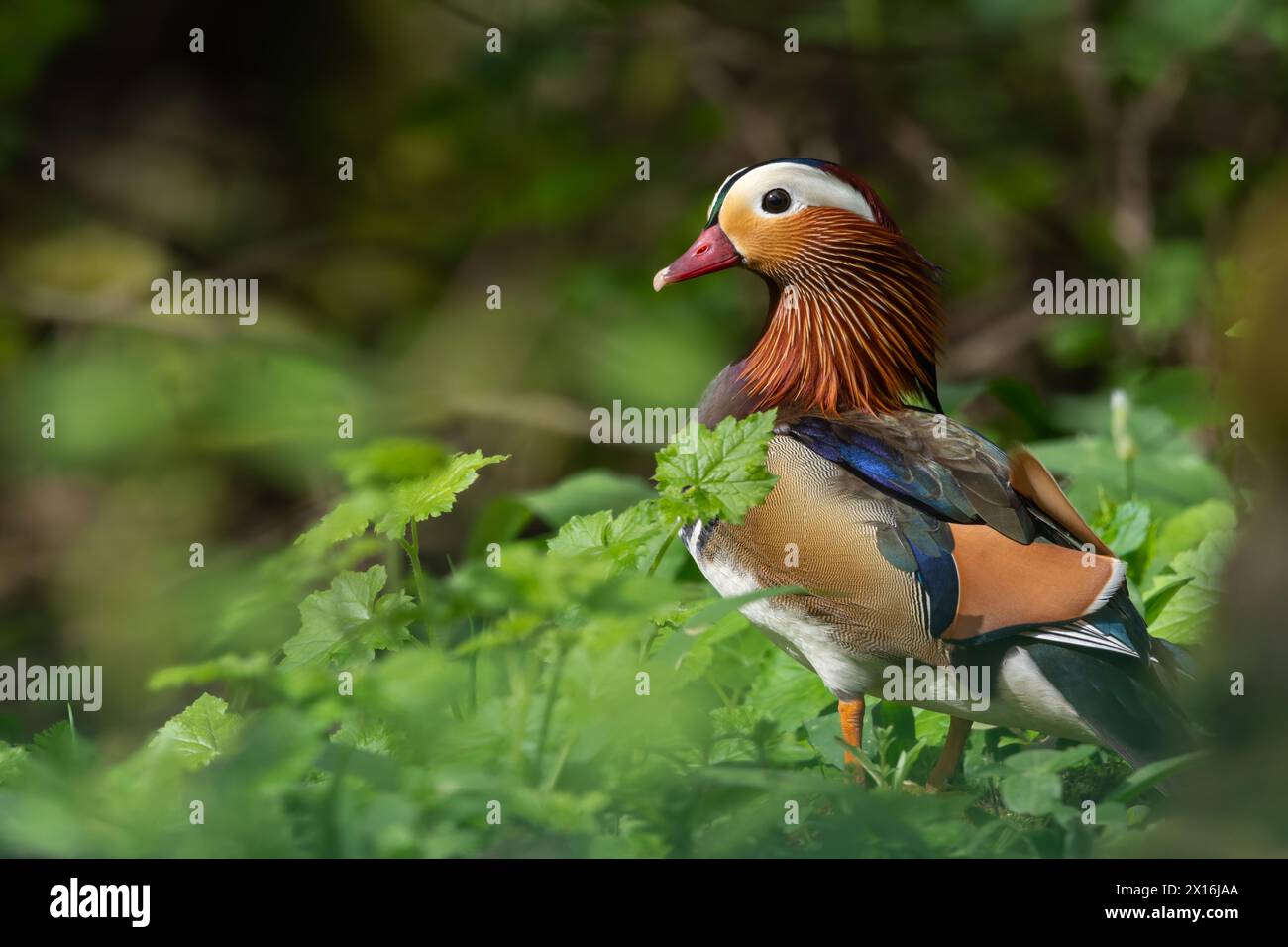 Canard mandarin (Aix galericulata), Perth, Tayside, Perthshire, Écosse, ROYAUME-UNI. Banque D'Images