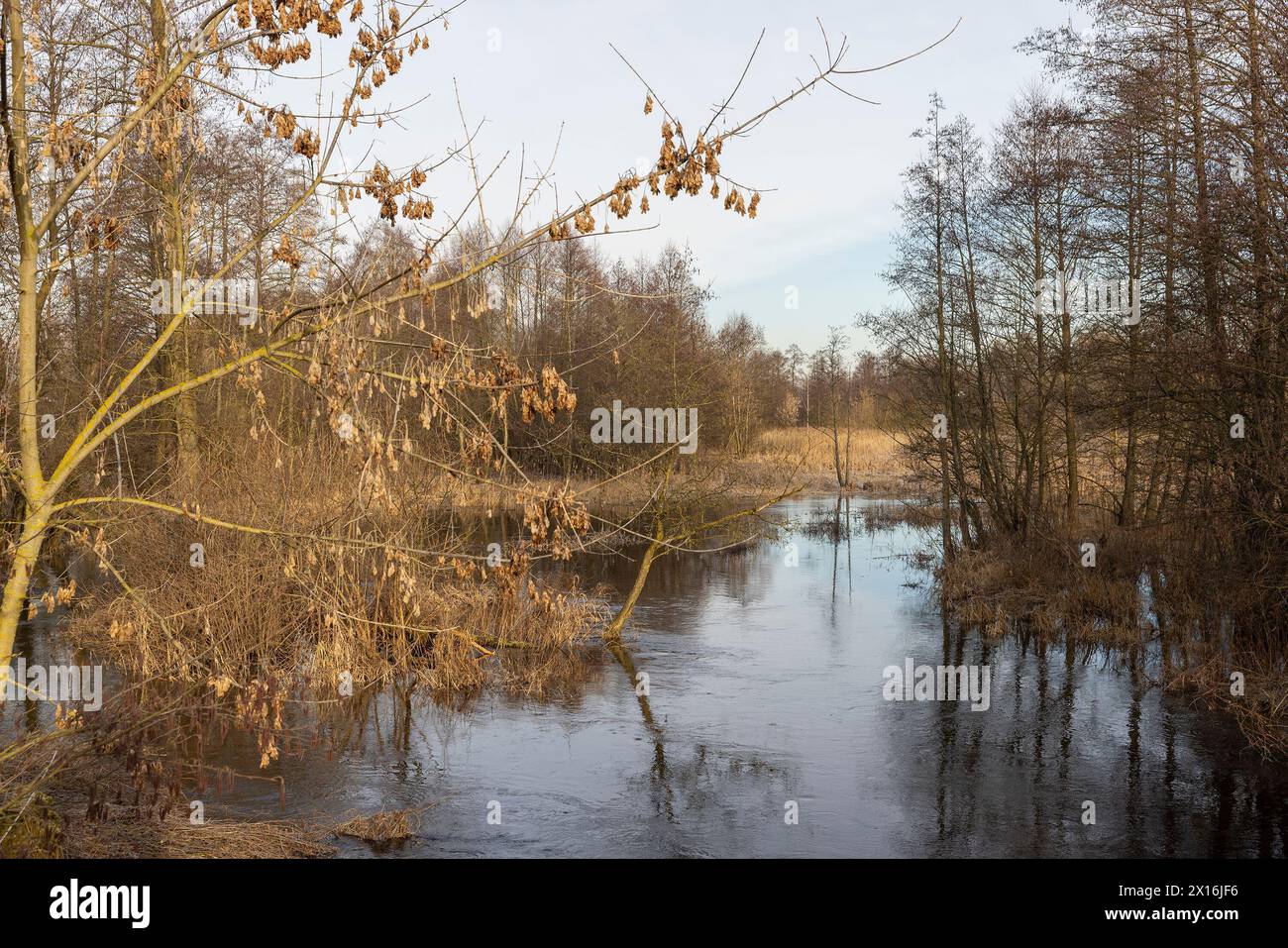 la rivière et les arbres sans feuillage après la fonte des neiges en hiver, la rivière au coucher du soleil en hiver Banque D'Images