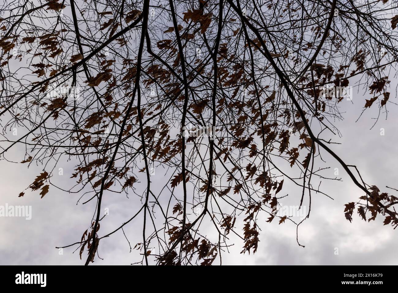 temps venteux dans le parc d'hiver chênes, le dernier feuillage sur les branches du chêne dans la saison d'hiver dans le parc Banque D'Images