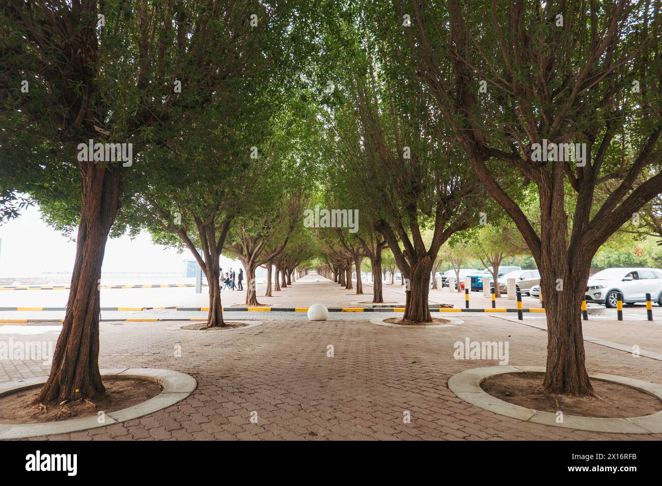 Une avenue d'arbres donne une couverture d'ombre bordant un chemin piétonnier le long de la plage de Dasman, Koweït Banque D'Images
