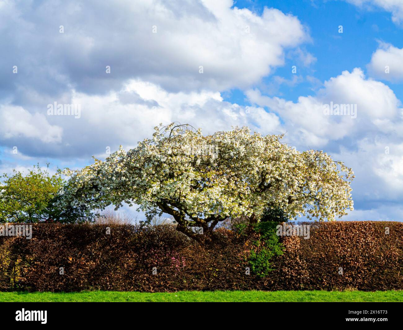 Fleur blanche sur un arbre au printemps avec une haie derrière et un ciel bleu avec des nuages blancs au-dessus. Banque D'Images