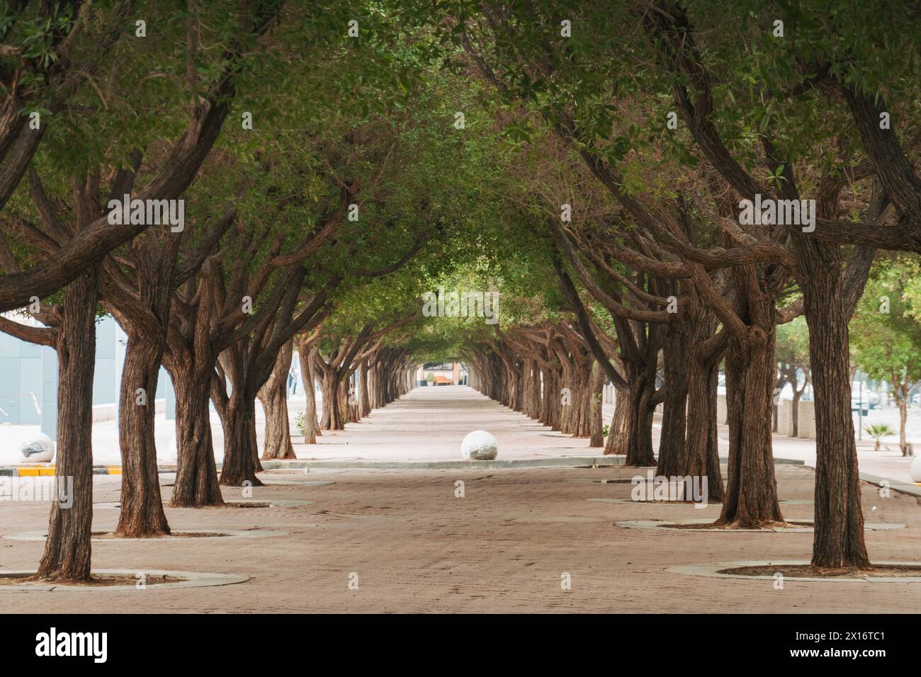 Une avenue d'arbres donne une couverture d'ombre bordant un chemin piétonnier le long de la plage de Dasman, Koweït Banque D'Images