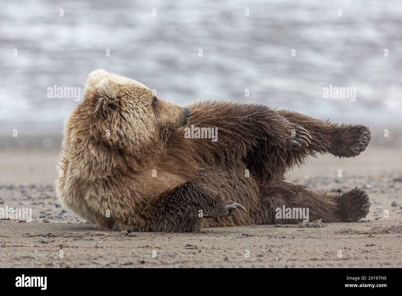 Ours grizzli (Ursus arctos horribilis) jouant sur la plage, Lake Clark, Alaska, USA Banque D'Images