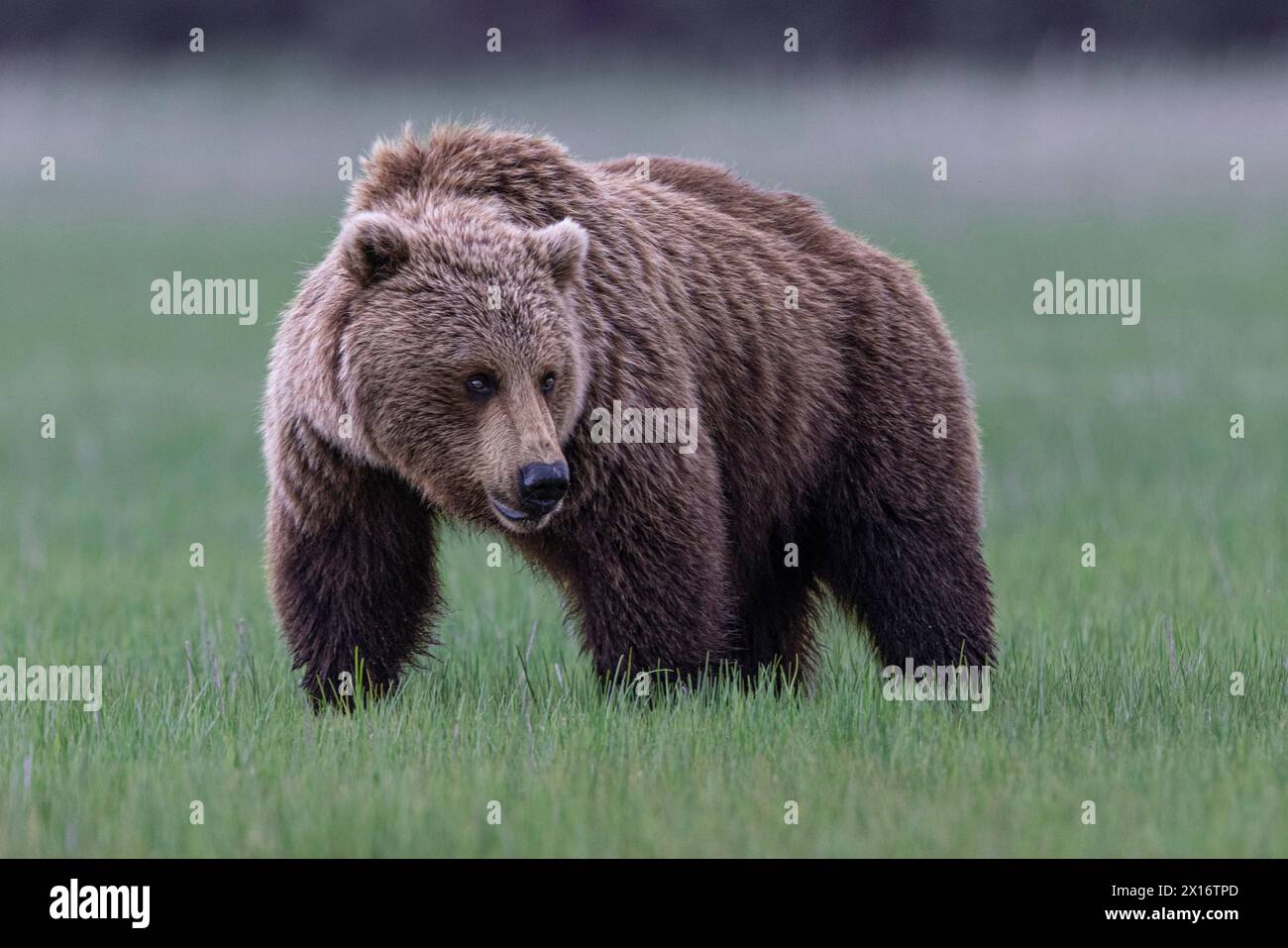 Ours grizzli (Ursus arctos horribilis) sur l'herbe, lac Clark, Alaska, États-Unis Banque D'Images