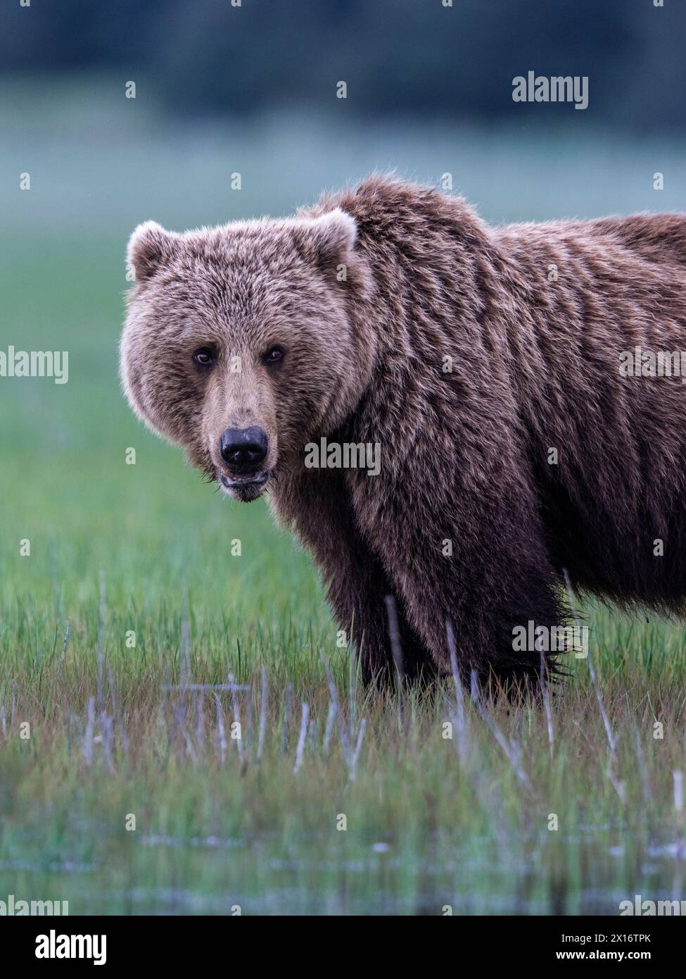 Ours grizzli (Ursus arctos horribilis) sur l'herbe, lac Clark, Alaska, États-Unis Banque D'Images