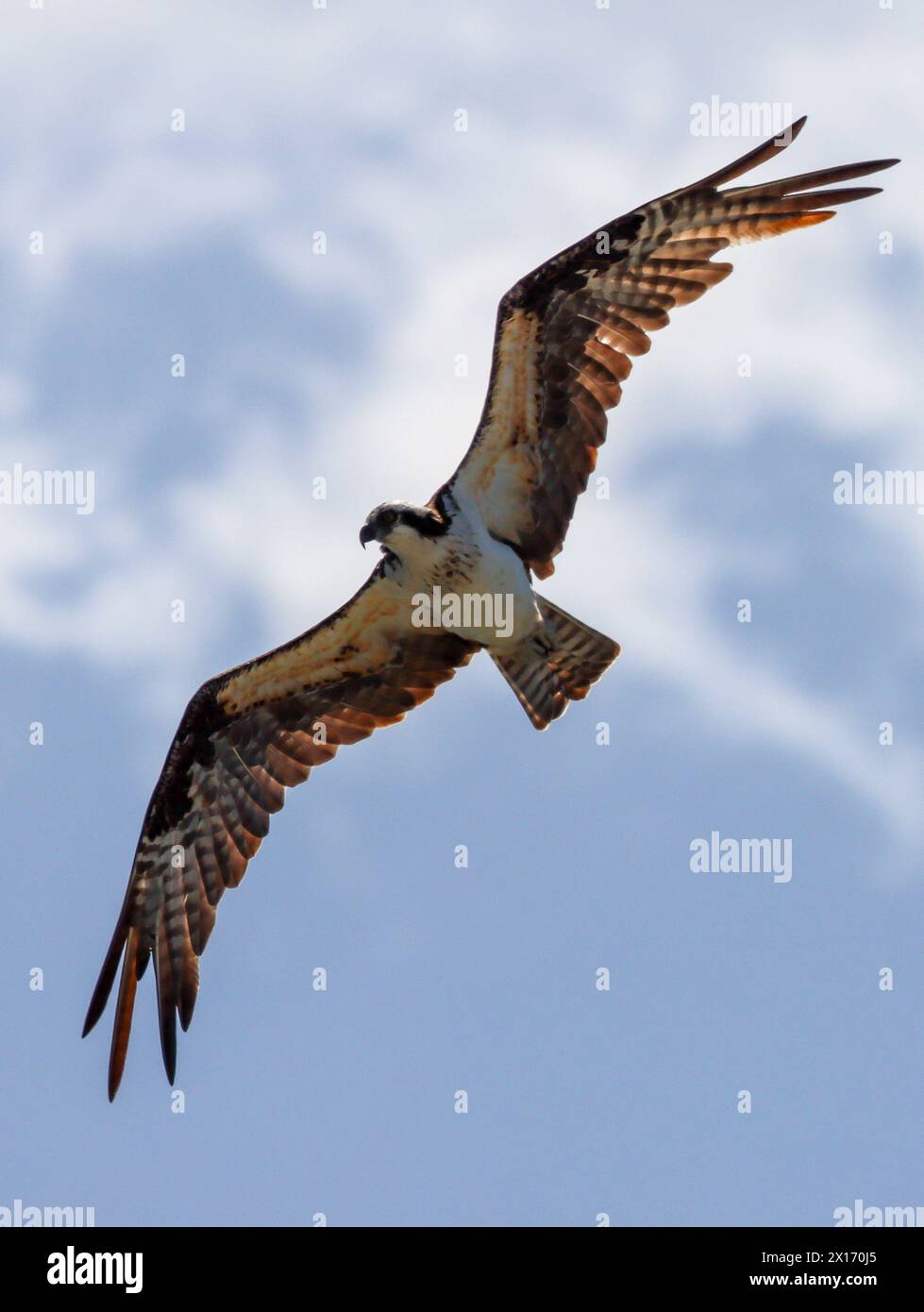 Osprey Soaring Banque D'Images
