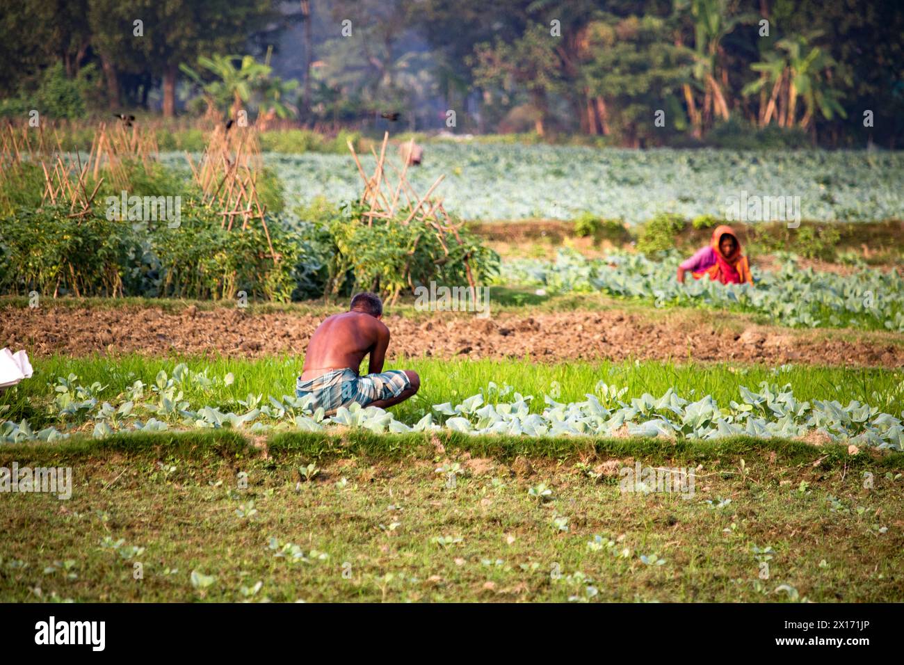 Mode de vie quotidien des gens de la rue du bangladesh, les agriculteurs travaillent dans leurs champs de légumes le 26 décembre 2023, Banque D'Images