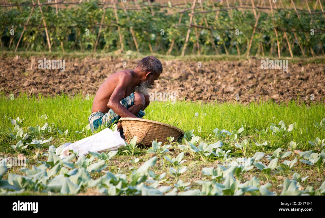 Mode de vie quotidien des gens de la rue du bangladesh, les agriculteurs travaillent dans leurs champs de légumes le 26 décembre 2023, Banque D'Images