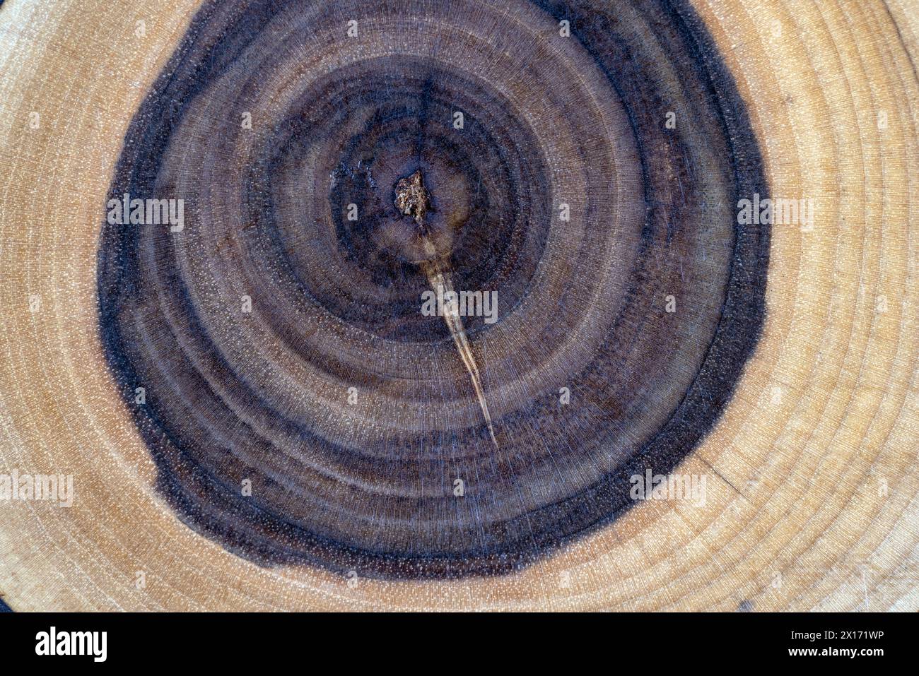 une belle coupe d'un arbre rowan traité pour la décoration et l'utilisation, une coupe d'un arbre rowan avec des anneaux annuels Banque D'Images