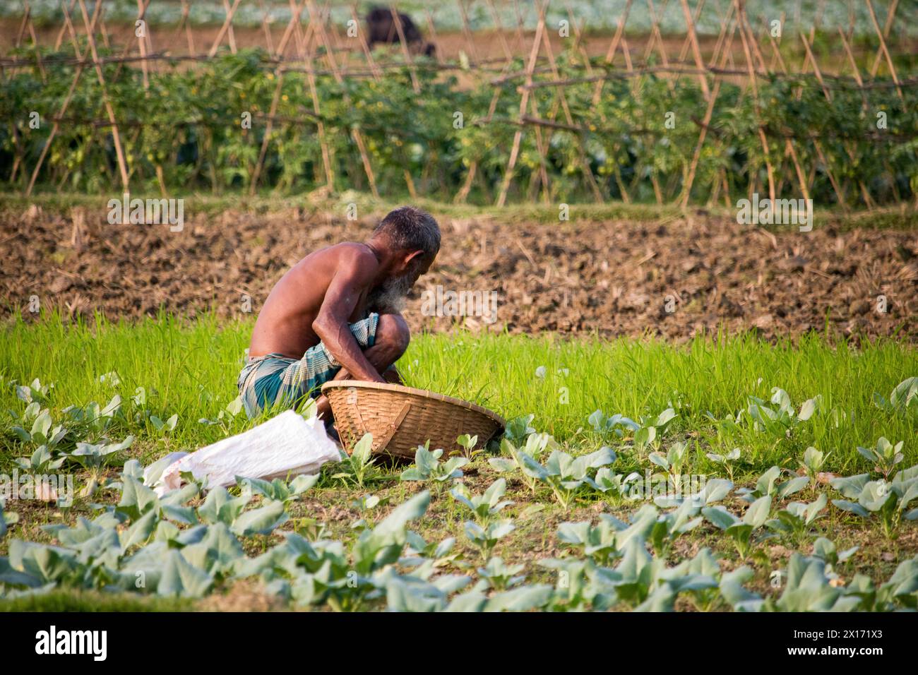 Mode de vie quotidien des gens de la rue du bangladesh, les agriculteurs travaillent dans leurs champs de légumes le 26 décembre 2023, Banque D'Images