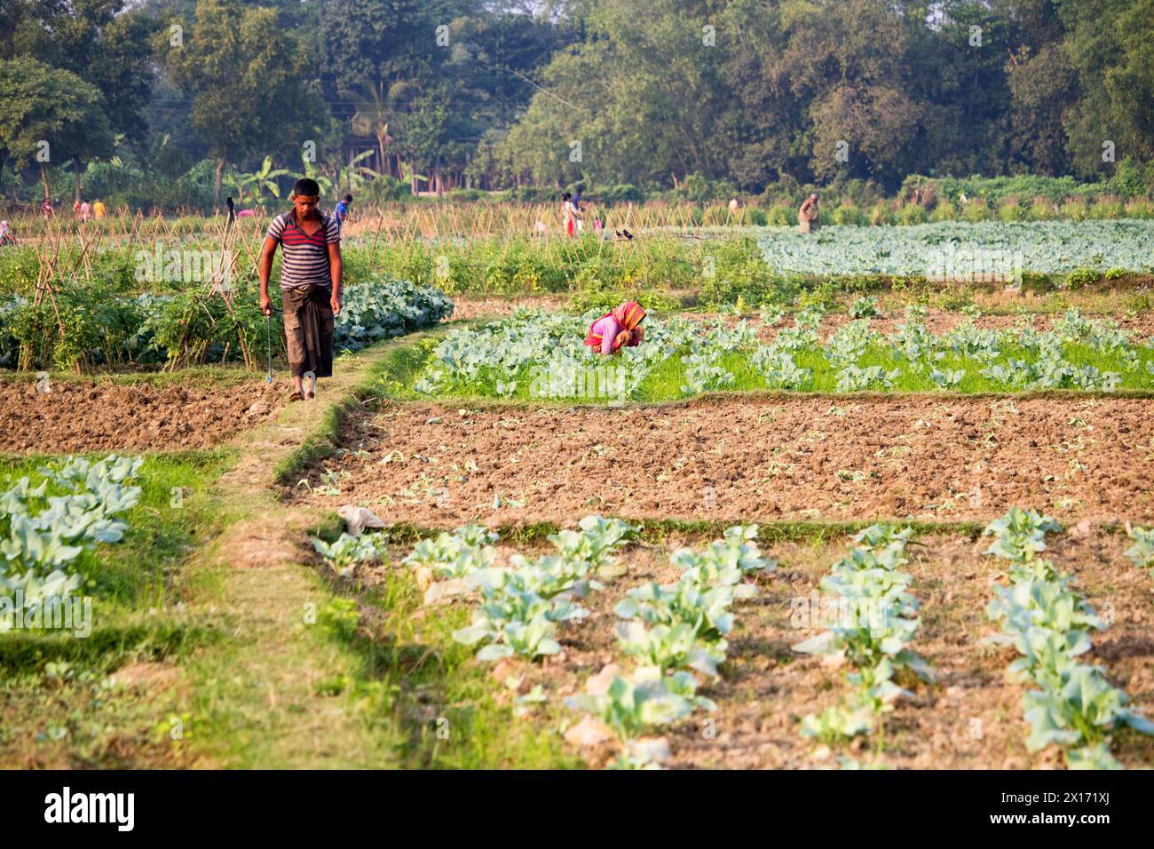 Mode de vie quotidien des gens de la rue du bangladesh, les agriculteurs travaillent dans leurs champs de légumes le 26 décembre 2023, Banque D'Images