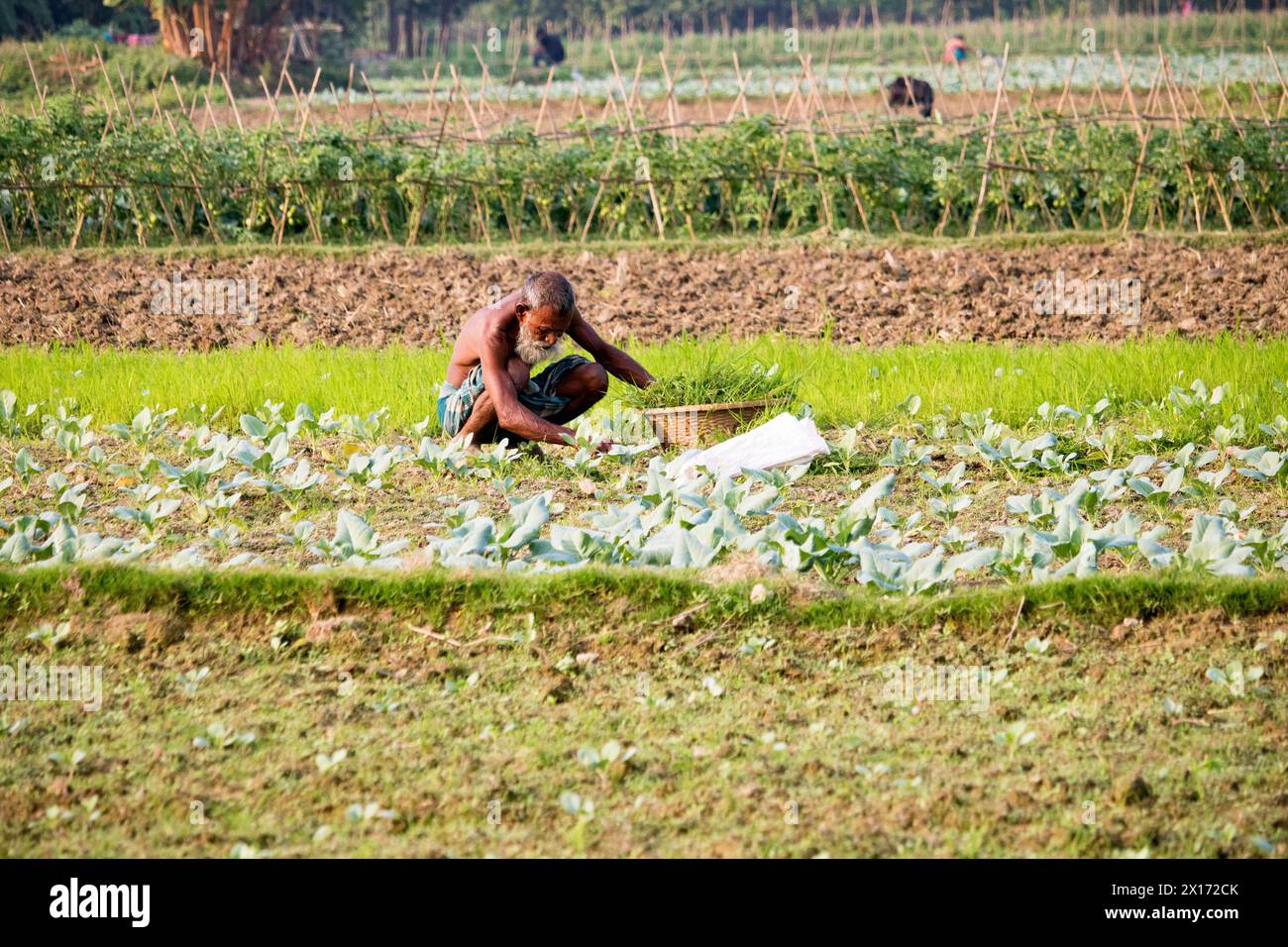 Mode de vie quotidien des gens de la rue du bangladesh, les agriculteurs travaillent dans leurs champs de légumes le 26 décembre 2023, Banque D'Images