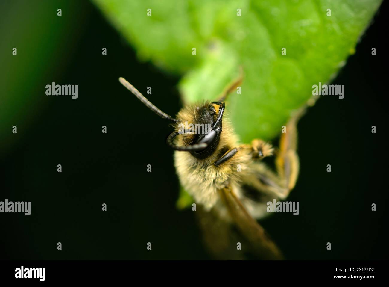 Gros plan d'un seul Wildbee (Andrena sp.) Accroché à une feuille, nature, biodiversité, macro photographie insectes, Wildbienen Banque D'Images