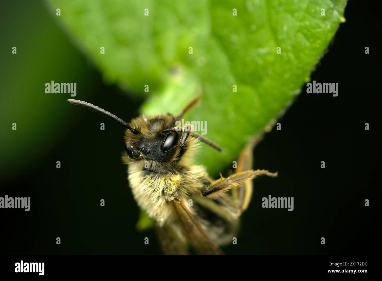 Gros plan d'un seul Wildbee (Andrena sp.) Accroché sur une feuille nettoyant son antenne, la nature, la biodiversité, la macro photographie des insectes, Wildbienen Banque D'Images