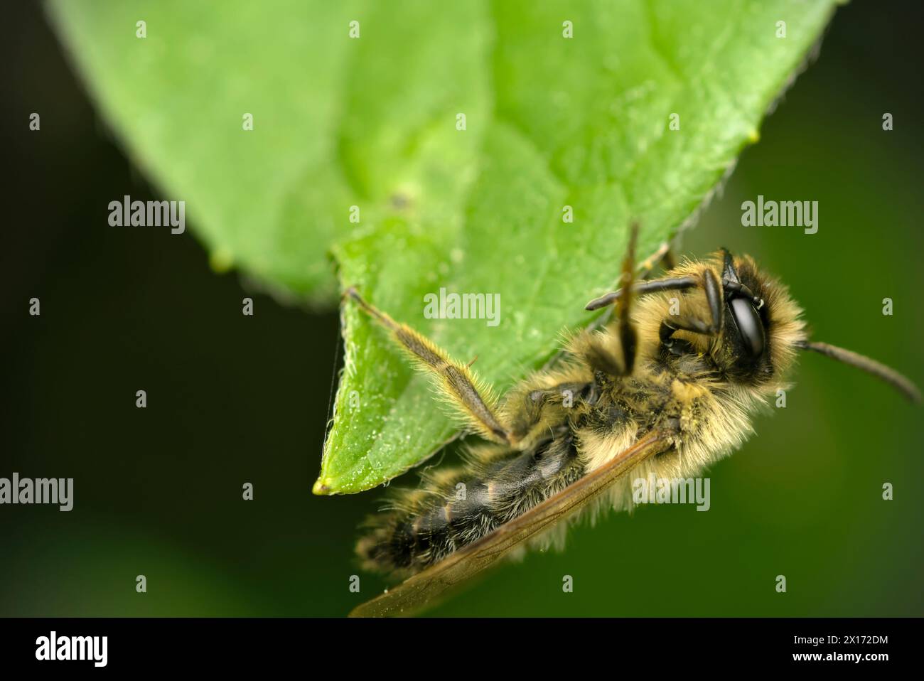 Gros plan d'un seul Wildbee (Andrena sp.) Ramper sur une feuille , nature, biodiversité, macro photographie insectes, Wildbienen Banque D'Images