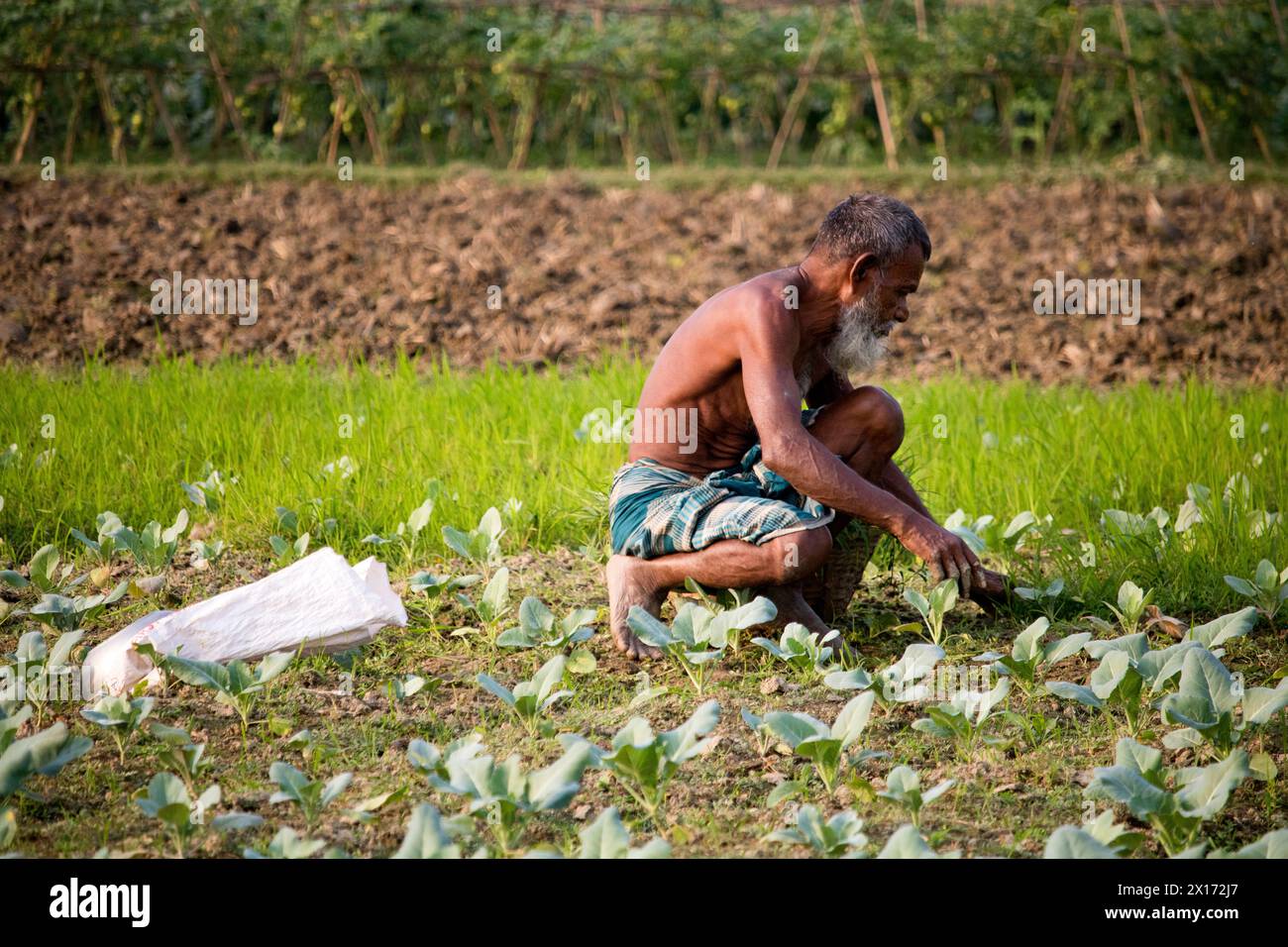 Mode de vie quotidien des gens de la rue du bangladesh, les agriculteurs travaillent dans leurs champs de légumes le 26 décembre 2023, Banque D'Images
