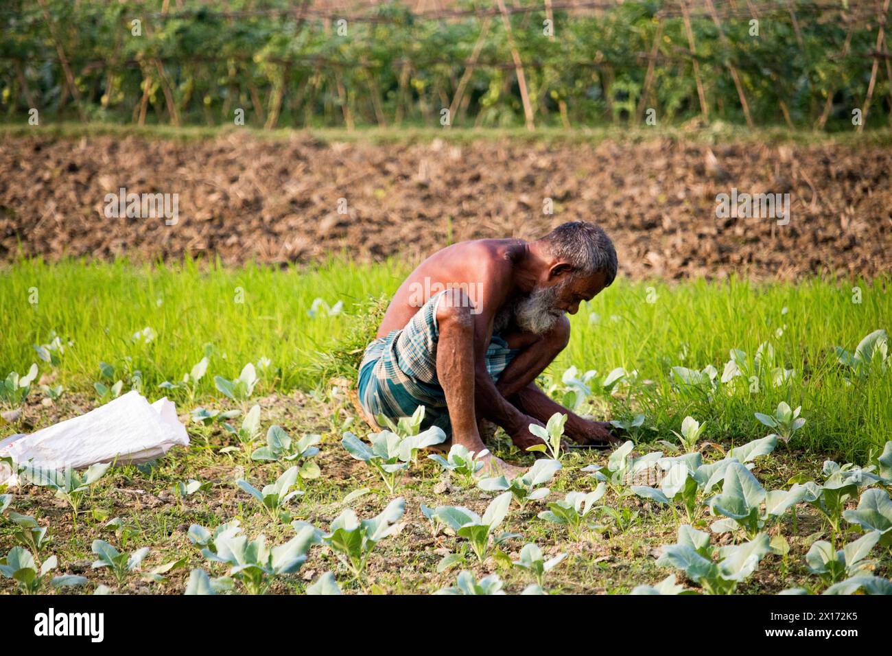 Mode de vie quotidien des gens de la rue du bangladesh, les agriculteurs travaillent dans leurs champs de légumes le 26 décembre 2023, Banque D'Images