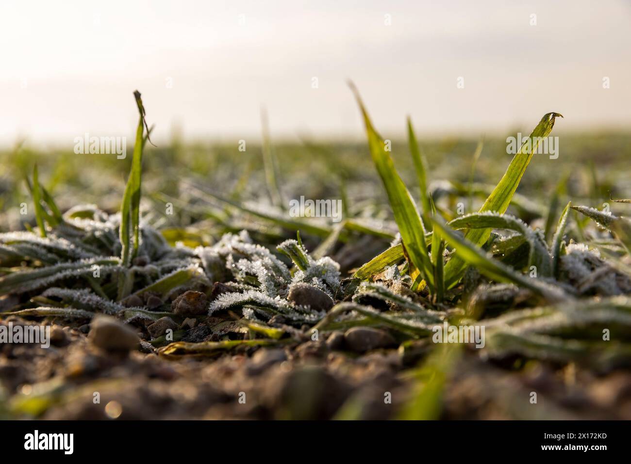 blé vert d'hiver couvert de glace en hiver, blé poussant en hiver pendant les gelées par temps ensoleillé Banque D'Images