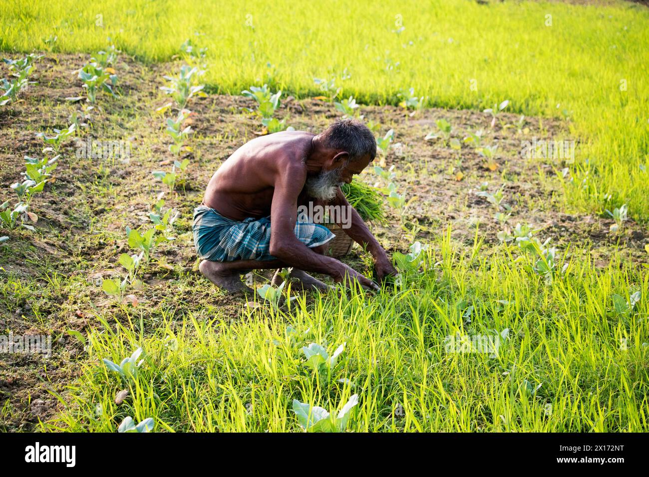 Mode de vie quotidien des gens de la rue du bangladesh, les agriculteurs travaillent dans leurs champs de légumes le 26 décembre 2023, Banque D'Images