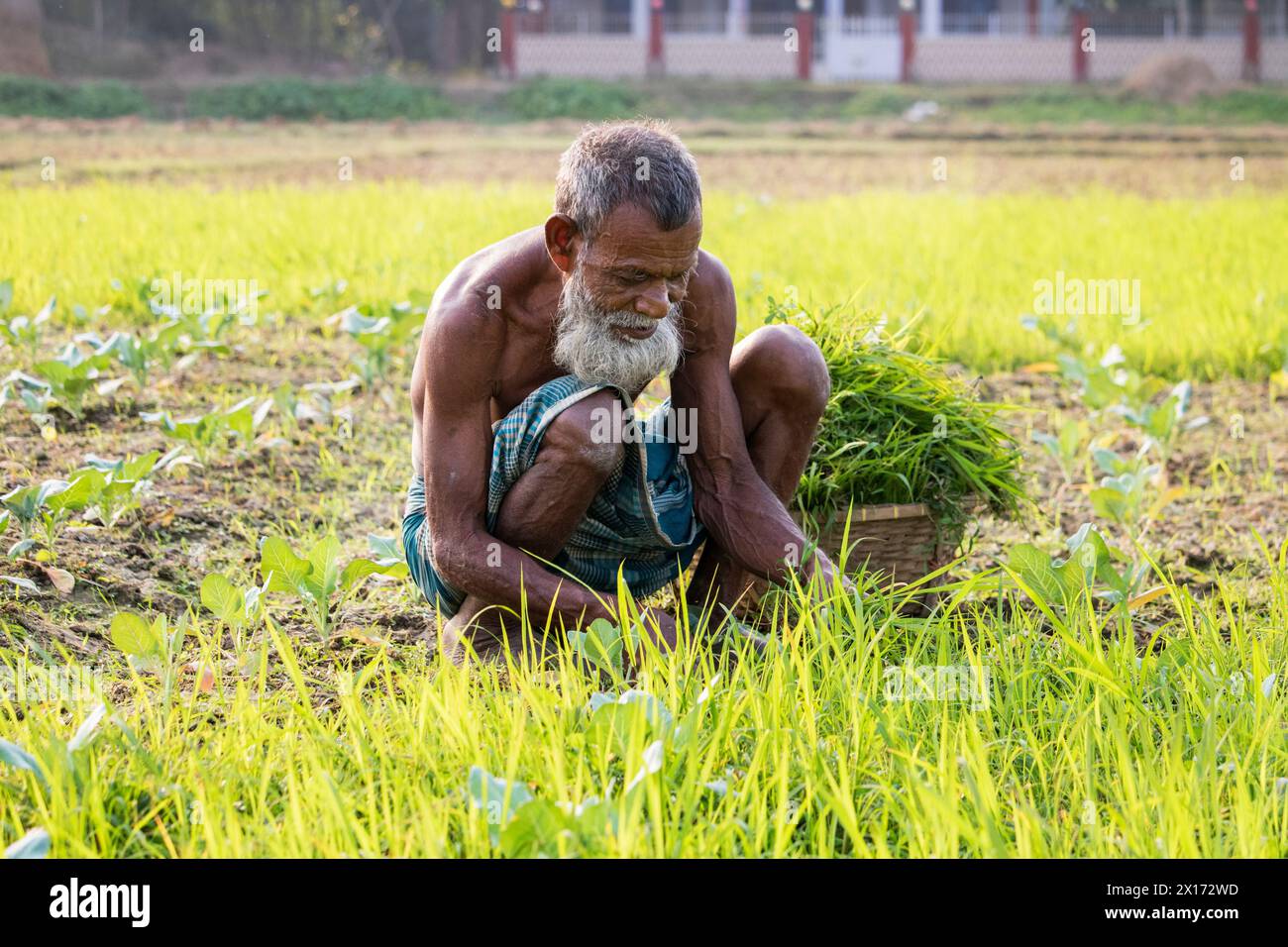 Mode de vie quotidien des gens de la rue du bangladesh, les agriculteurs travaillent dans leurs champs de légumes le 26 décembre 2023, Banque D'Images