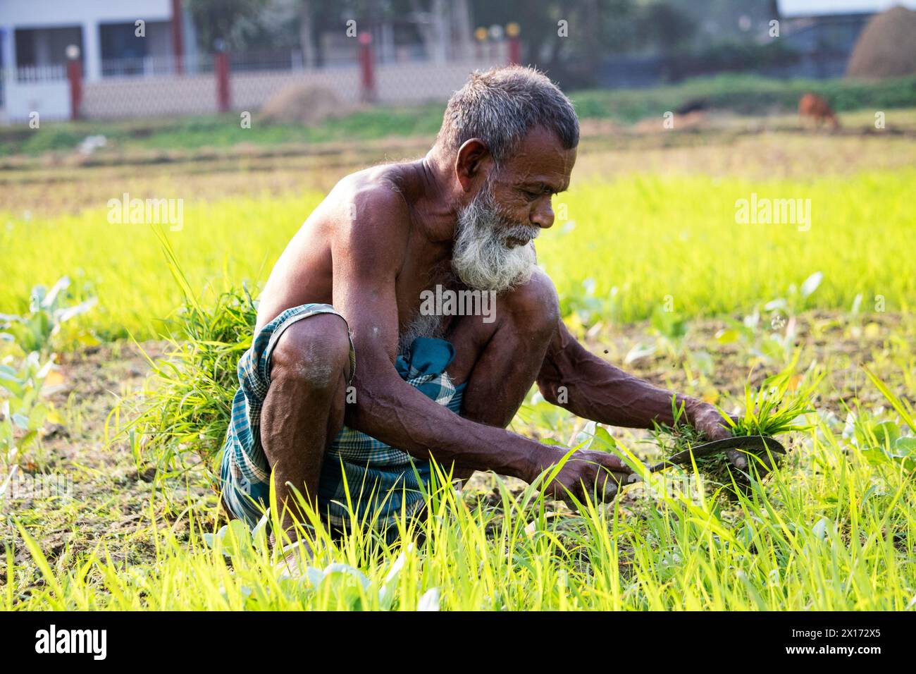 Mode de vie quotidien des gens de la rue du bangladesh, les agriculteurs travaillent dans leurs champs de légumes le 26 décembre 2023, Banque D'Images